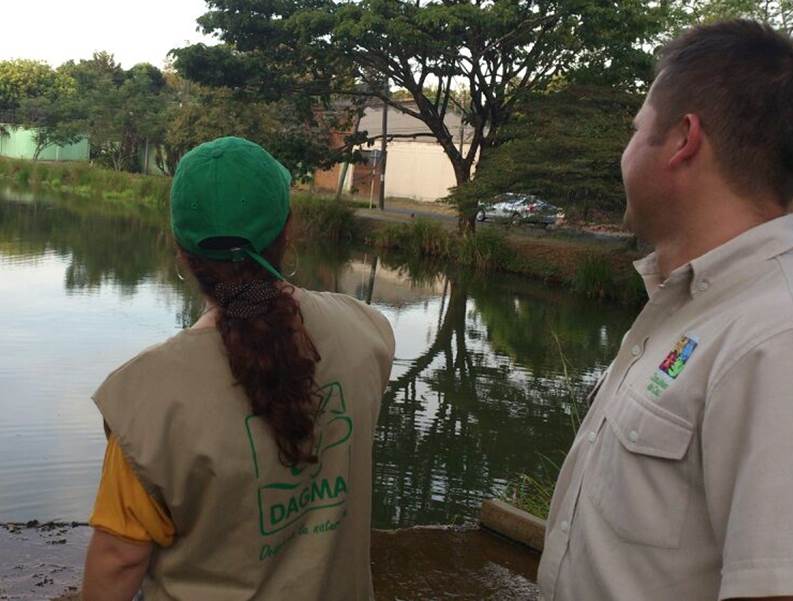 Comunidad de Ciudad Jard�n acept� quedarse con la  babilla del humedal y acord� con el Dagma el  aislamiento del reptil