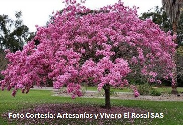�En el d�a del �rbol, siembra,  cuida y disfruta un guayac�n!
