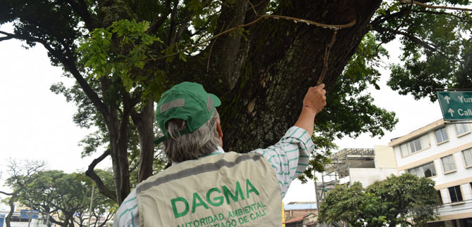 Labores de control fitosanitario a los �rboles de Cali