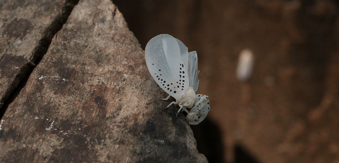Dagma trabaja en erradicacin de nueva plaga de rboles: polilla blanca