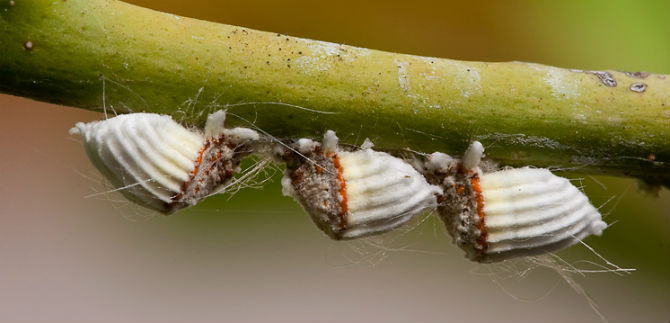 Dagma hace tratamiento a los rboles de la retreta afectados por  palomilla y  cochinilla acanalada