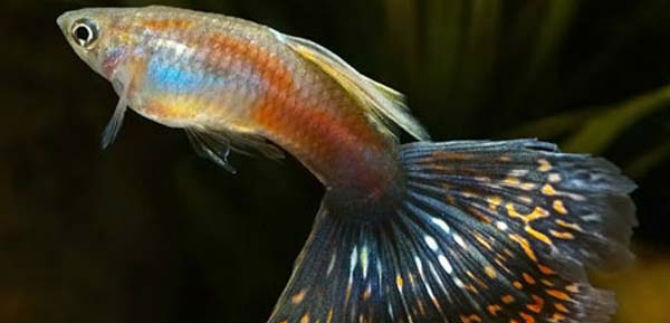 ESE Ladera sembrar� peces contra el zancudo del dengue y chikungu�a