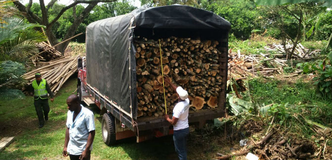 Empresas que hacen aprovechamiento forestal deben cumplir normas