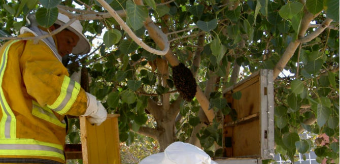 Cuidado con las abejas, llamado de la Secretar�a para la Gesti�n del Riesgo