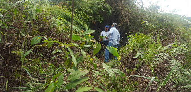 Sembrados 1.759 �rboles en las subcuencas El Mono y El Higuer�n