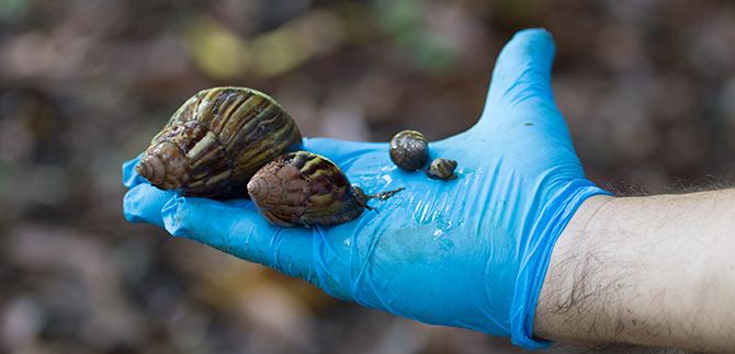 El apoyo de la comunidad es vital para combatir el caracol africano