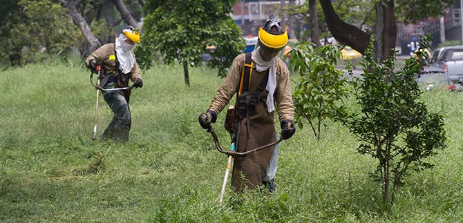90% de la ciudad ya se encuentra podada