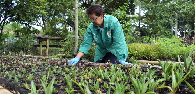 Dagma realiza mantenimiento a jardines en la ciudad