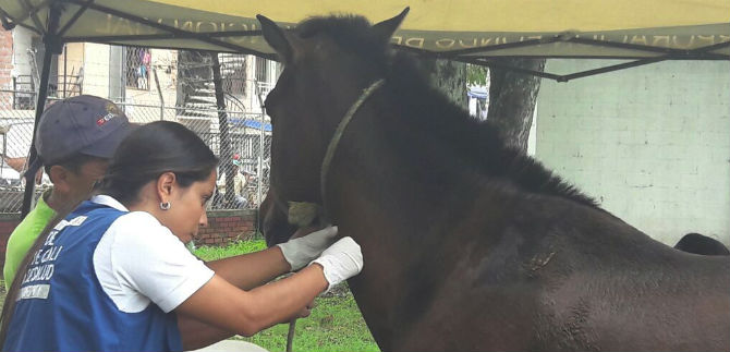 A toda marcha galopa proceso de adopci�n de caballos carretilleros
