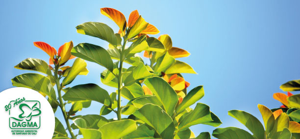 Arborizaci�n - mantenimiento de zonas verdes, poda y tala