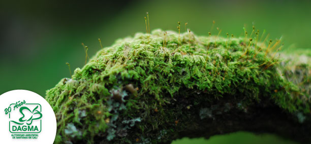 Especies m�s comercializadas durante la �poca decembrina