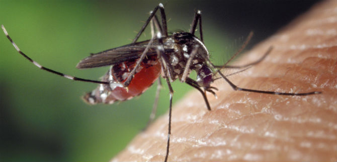 C�rcel de Villahermosa ser� declarada libre de zancudo Aedes