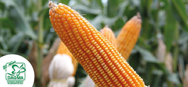 Cultivar ma�z